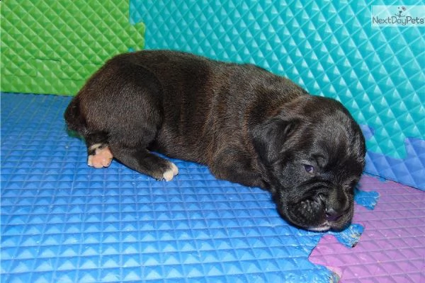 cuccioli boxer purissimi 