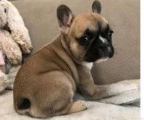 cucciolata di bouledogue francese,
