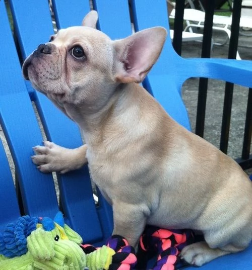 bellissimi cuccioli bulldog frances maschi e femmine in cerca di una nuova casa