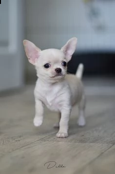  vendita cucciolo cuccioli di chihuahua
