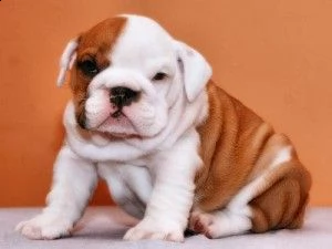 bulldog inglese maschio e femmina