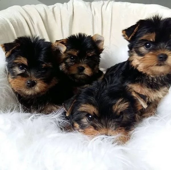 cuccioli di yorkshire | Foto 0