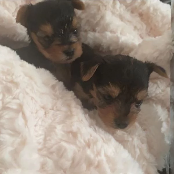 cuccioli di yorkshire
