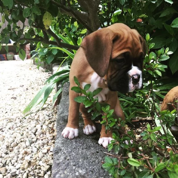 cuccioli di boxer | Foto 0