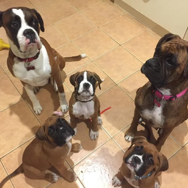 cuccioli di boxer