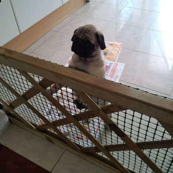 cuccioli di carlino | Foto 0