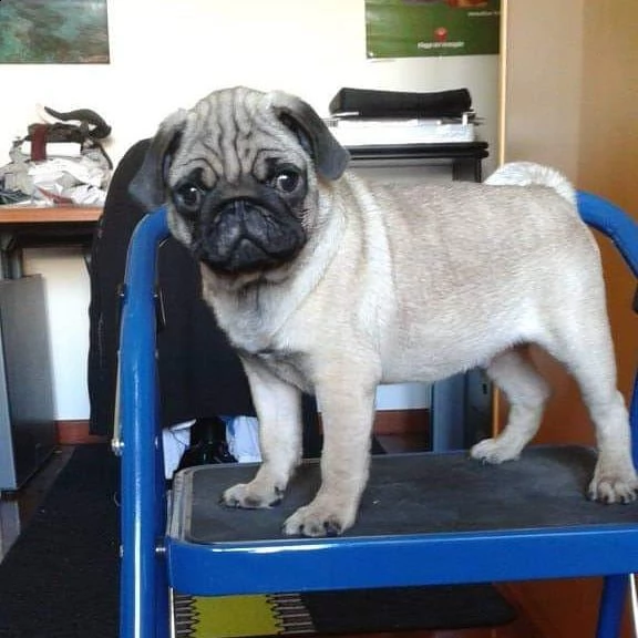 cuccioli di carlino