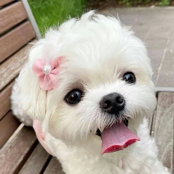 cucciolo di yorkshire