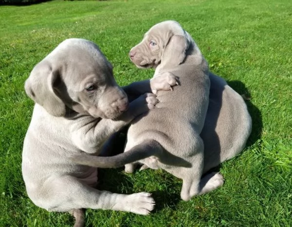 adozione cuccioli weimaraner blue