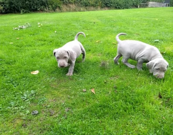 adozione cuccioli weimaraner blue | Foto 2