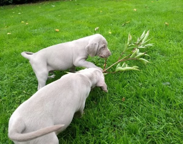 adozione cuccioli weimaraner blue | Foto 1