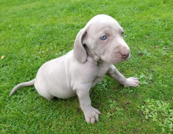 adozione cuccioli weimaraner blue | Foto 0