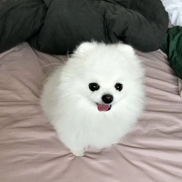 cucciolo di pomerania in cerca di una nuova casa | Foto 4