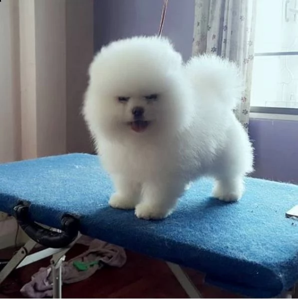 cucciolo di pomerania in cerca di una nuova casa