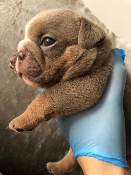 regalo bulldog inglese cuccioli con pedigree