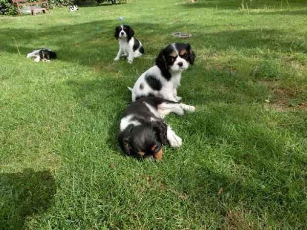 cavalier king charles spaniel cuccioli
