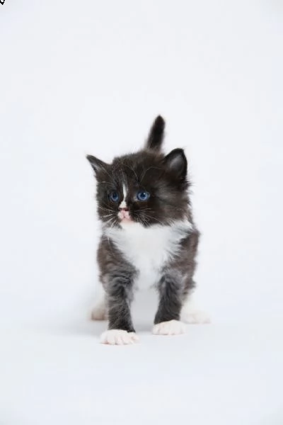 micini norvegesi delle foreste | Foto 0