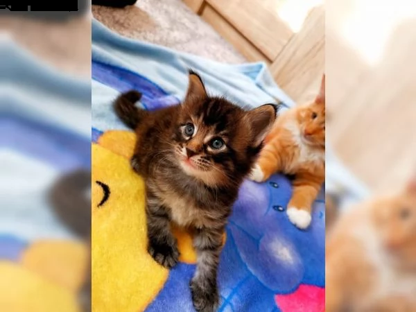 micini norvegesi delle foreste