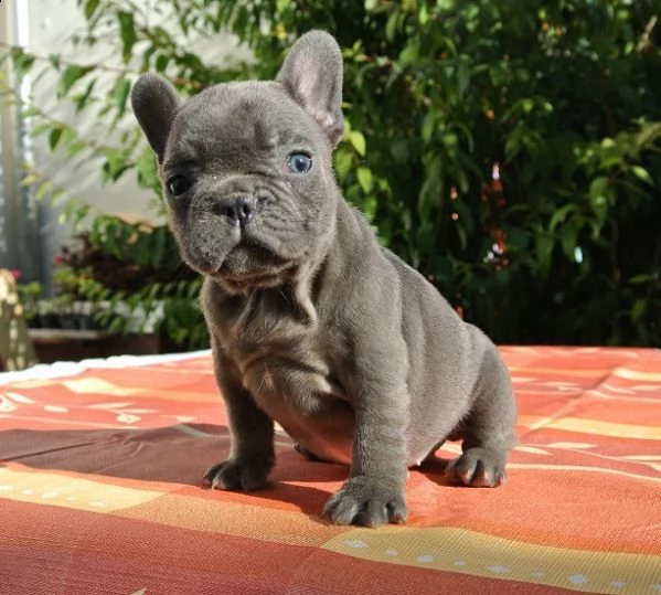 cucciolo di bouledogue francese maschio e femmina 
