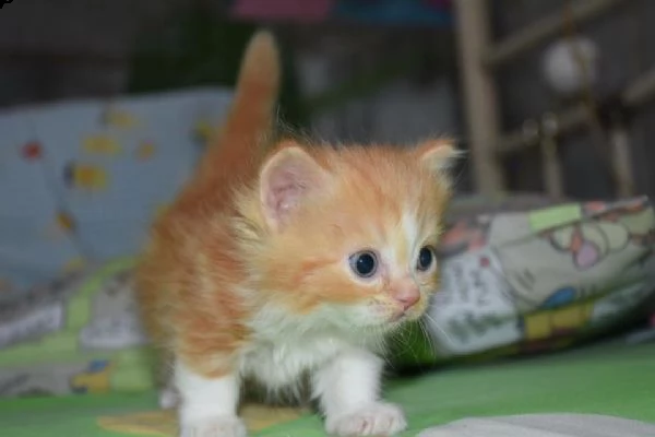 raro gatti nani munchkin | Foto 0