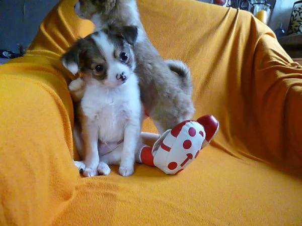 dolcissimi cuccioli di chihuahua