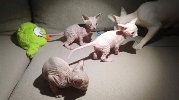 canadian sphynx cuccioli | Foto 0