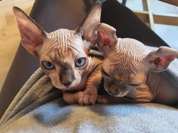 canadian sphynx cuccioli