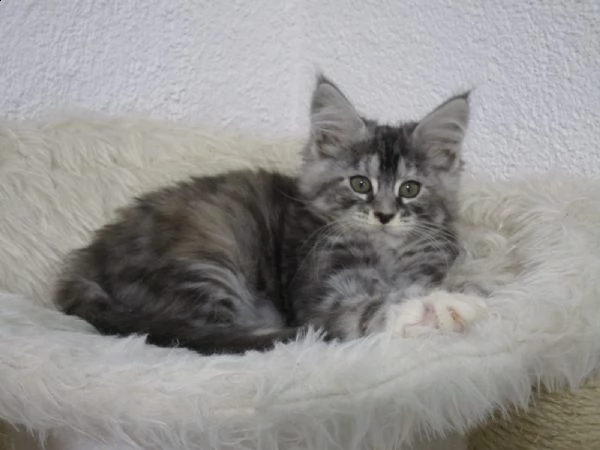 maine coon gattini disponibili