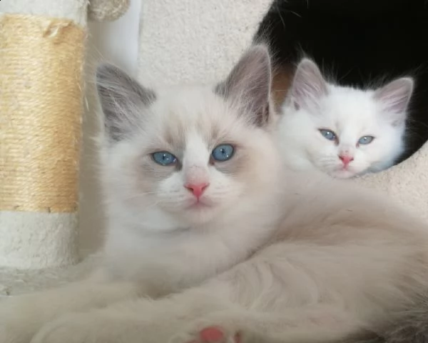 vendita gattini pura razza ragdoll