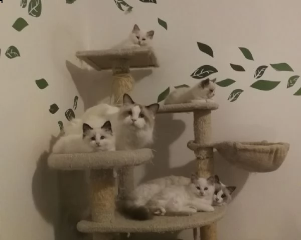 vendita gattini pura razza ragdoll | Foto 1