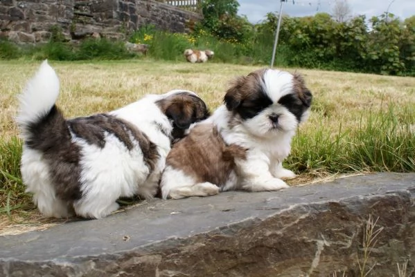 regalo cuccioli shih tzu