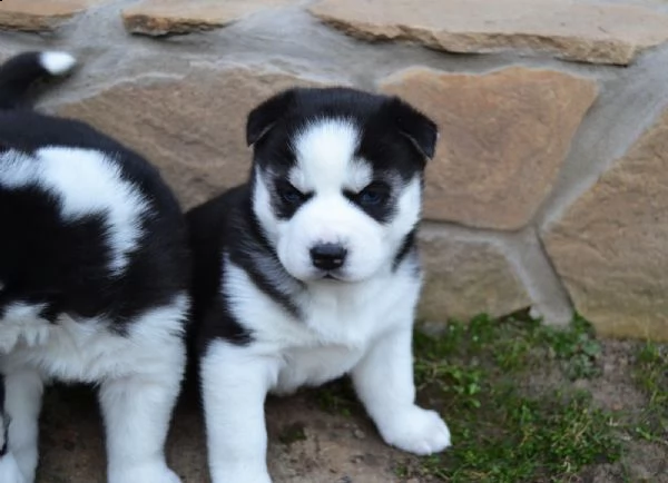 siberian husky occhi color ghiaccio stupendi