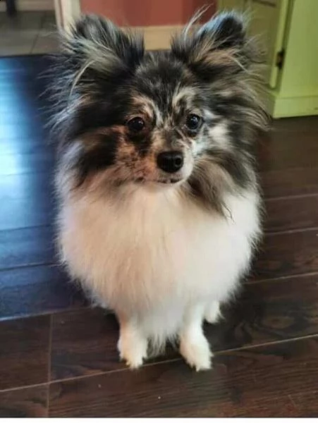 incontra il mio adorabile cucciolo