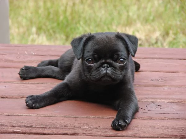   regalo bellissime cuccioli di carlino carlino - cuccioli disponibili neri e beige,vengono consegna