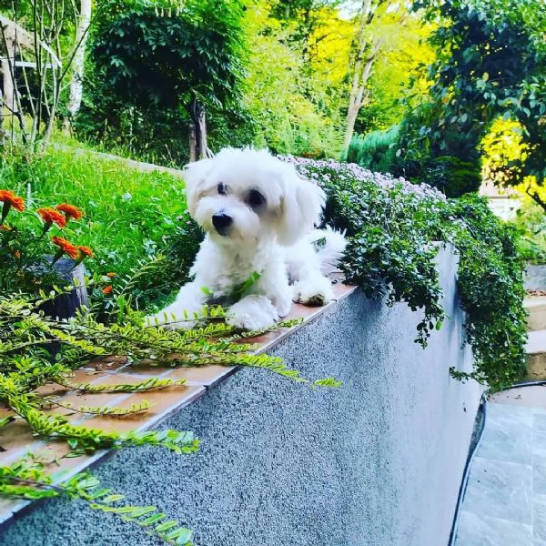 offerta bichon maltese