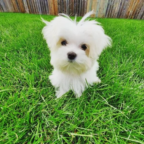 offerta bichon privata | Foto 0