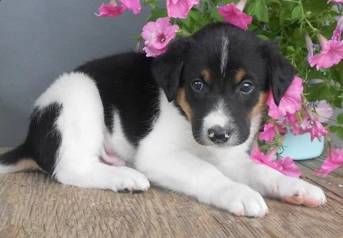  adorabili cuccioli di border collie in regalo