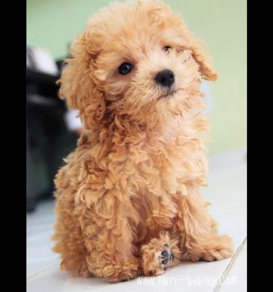   cuccioli di barboncino femminucce e maschietti disponibili .