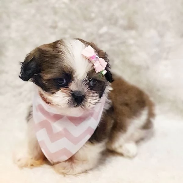 cucciolo shitzu mini toy 