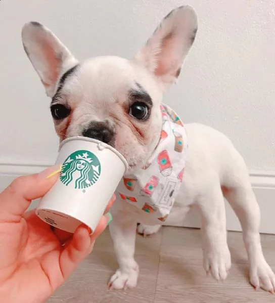 cuccioli di bulldog francese | Foto 0