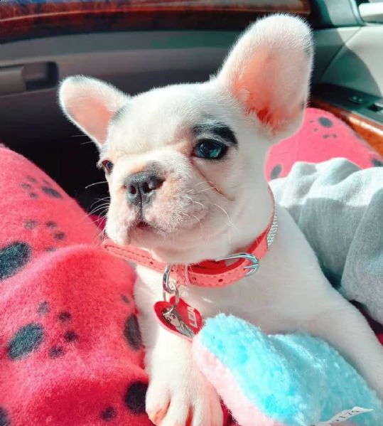 cuccioli di bulldog francese
