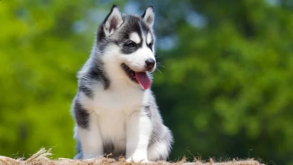 vendita registrati cuccioli di razza siberian husky