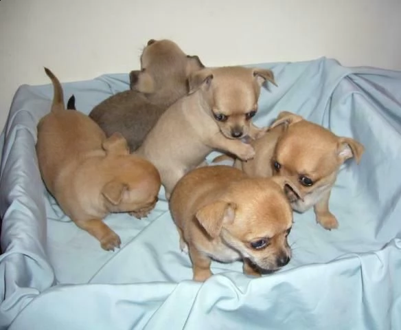 affettuosi cucciolini pincher chihuahua mini bellissimi purissimi 