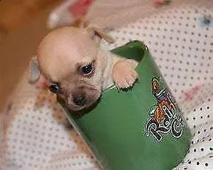 cucciolo di pincher chiwawa mini toy sanissimi inteligentissimi 