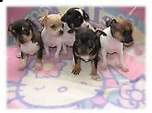 bellissimo cucciolo di pincher chiwawa mini mini toy