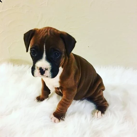cucciolo di boxer | Foto 2