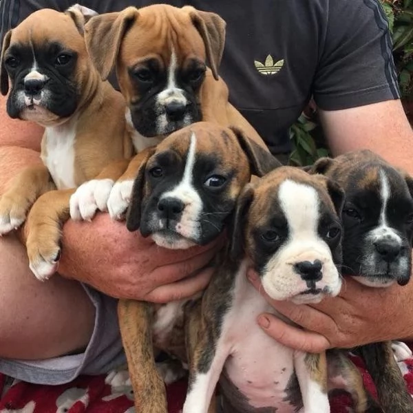cucciolo di boxer