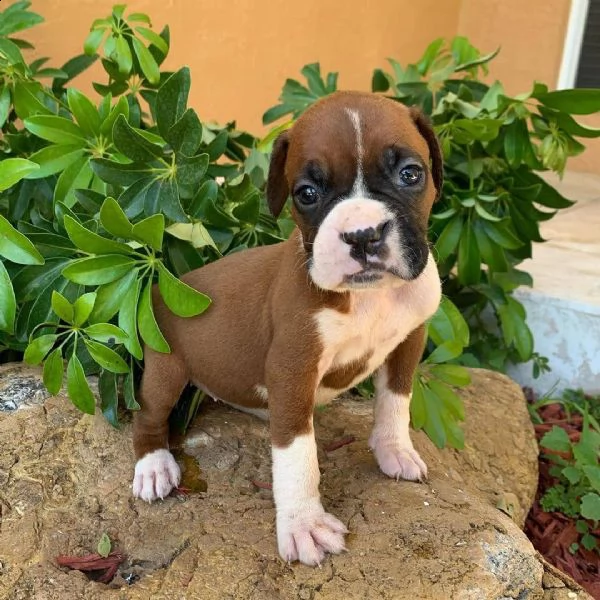 cucciolo di boxer | Foto 1
