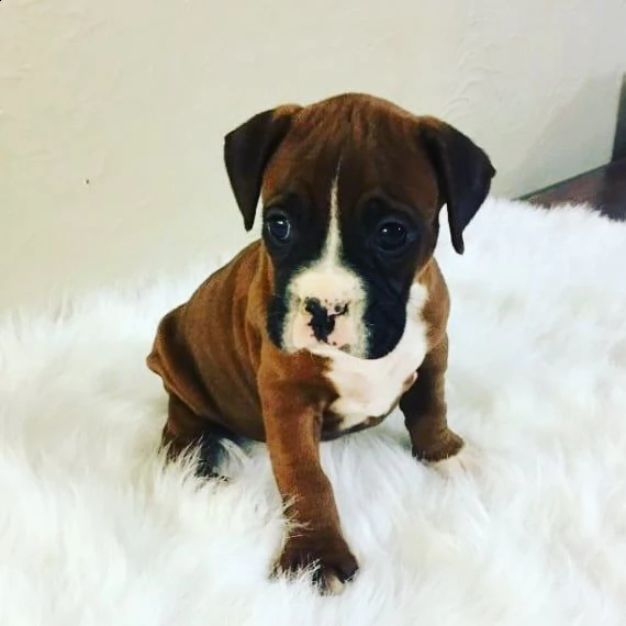 cucciolo di boxer | Foto 0