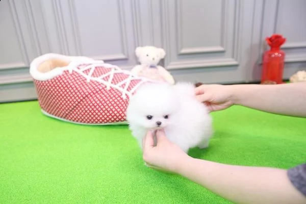 regalo volpino pomerania cuccioli
